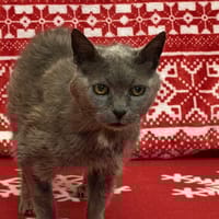 JEEP, chatte à adopter