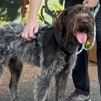 POTASSIUM VAA, chien à adopter