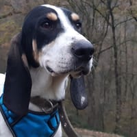 Timon, chien à adopter