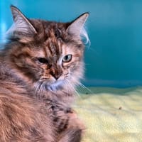 april, chatte à adopter