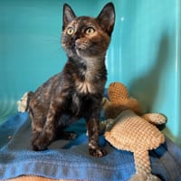 patchwork, chatte à adopter