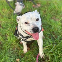 RILEY, chienne à adopter