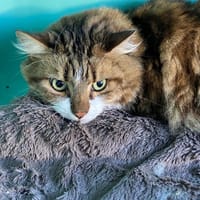 polo, chat à adopter