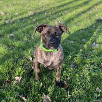 ALVIN, chien à adopter