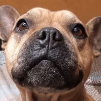 Princesse, chienne à adopter