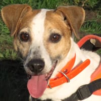 ODESSA, chienne à adopter