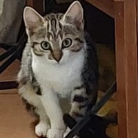 ARROW, chat à adopter