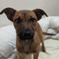 Jim, chien à adopter