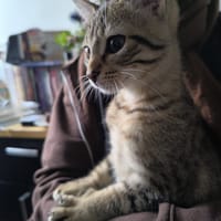 Azil, chat à adopter