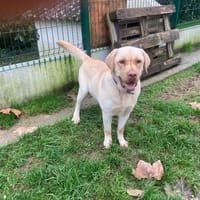 TUDO, chien à adopter