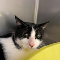 NOIREAU, chat à adopter