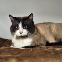 Zébulon, chat à adopter