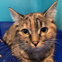 aslanne, chatte à adopter