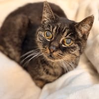 REVON, chatte à adopter