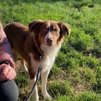 Utah, chienne à adopter