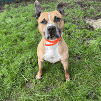 DIABOLO, chien à adopter