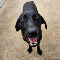 Atlas, chien à adopter