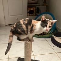 MANDY, chatte à adopter