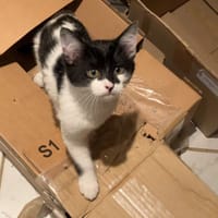 OWEN, chat à adopter