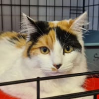 CANELLE, chatte à adopter
