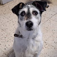 Toby, chien à adopter