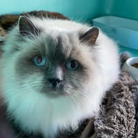 olga, chatte à adopter