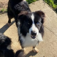 Boy, chien à adopter