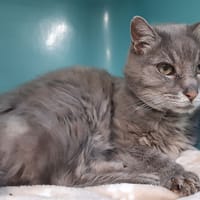 Calliopé, chatte à adopter