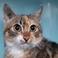 Gingembre, chatte à adopter