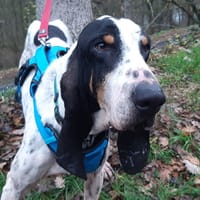 Pumba, chien à adopter