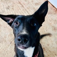 EKKO, chienne à adopter