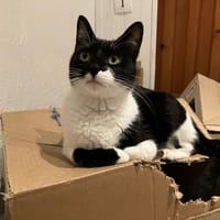 YANA, chatte à adopter