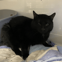 BAGUY, chat à adopter