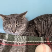 PUSSYCAT, chatte à adopter