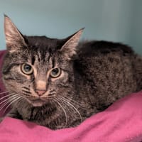 TONERRE, chatte à adopter