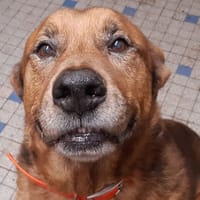 Tyson, chien à adopter