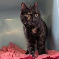 ETINCELLE, chatte à adopter