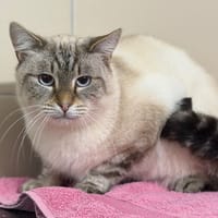 Ghost CAB4703, chat à adopter