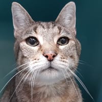 Dodin, chat à adopter