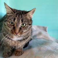 victorine, chatte à adopter