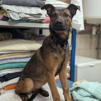 Elf, chienne à adopter
