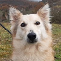 Stella, chienne à adopter