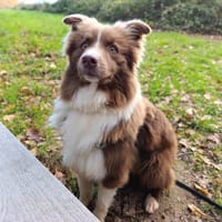 Chocobon, chien à adopter