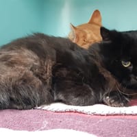 Shazam, chatte à adopter