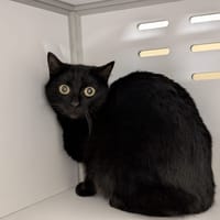 HERMIONE, chatte à adopter