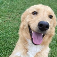 KODY, chien à adopter