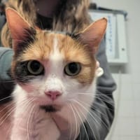 Minette, chatte à adopter