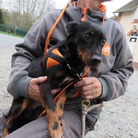 TOUPA, chien à adopter