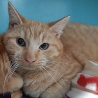 Taram, chat à adopter