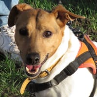 OLYMPE, chienne à adopter